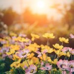 Wildflowers in a garden at sunset on a summers evening